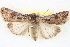  ( - BIOUG04675-C11)  @14 [ ] CreativeCommons - Attribution (2013) CBG Photography Group Centre for Biodiversity Genomics