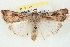  ( - BIOUG04675-D01)  @14 [ ] CreativeCommons - Attribution (2013) CBG Photography Group Centre for Biodiversity Genomics