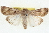 ( - BIOUG04675-D07)  @14 [ ] CreativeCommons - Attribution (2013) CBG Photography Group Centre for Biodiversity Genomics