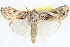  ( - BIOUG04675-F05)  @14 [ ] CreativeCommons - Attribution (2013) CBG Photography Group Centre for Biodiversity Genomics