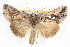  ( - BIOUG04675-F07)  @14 [ ] CreativeCommons - Attribution (2013) CBG Photography Group Centre for Biodiversity Genomics
