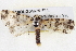 ( - BIOUG04675-F11)  @12 [ ] CreativeCommons - Attribution (2013) CBG Photography Group Centre for Biodiversity Genomics
