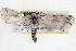  ( - BIOUG04675-G12)  @12 [ ] CreativeCommons - Attribution (2013) CBG Photography Group Centre for Biodiversity Genomics