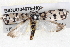  ( - BIOUG04675-H01)  @14 [ ] CreativeCommons - Attribution (2013) CBG Photography Group Centre for Biodiversity Genomics