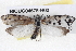  ( - BIOUG04675-H02)  @13 [ ] CreativeCommons - Attribution (2013) CBG Photography Group Centre for Biodiversity Genomics