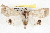  ( - BIOUG04675-H04)  @14 [ ] CreativeCommons - Attribution (2013) CBG Photography Group Centre for Biodiversity Genomics