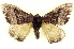  ( - BIOUG04676-C04)  @15 [ ] CreativeCommons - Attribution (2013) CBG Photography Group Centre for Biodiversity Genomics