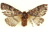  ( - BIOUG04676-C05)  @12 [ ] CreativeCommons - Attribution (2013) CBG Photography Group Centre for Biodiversity Genomics