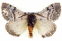 ( - BIOUG04676-D03)  @13 [ ] CreativeCommons - Attribution (2013) CBG Photography Group Centre for Biodiversity Genomics