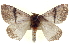 ( - BIOUG04676-D04)  @13 [ ] CreativeCommons - Attribution (2013) CBG Photography Group Centre for Biodiversity Genomics