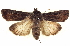  (Agrotis infusa - BIOUG04676-H10)  @15 [ ] CreativeCommons - Attribution (2013) CBG Photography Group Centre for Biodiversity Genomics