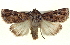  (Ectopatria clavigera - BIOUG04677-B01)  @14 [ ] CreativeCommons - Attribution (2013) CBG Photography Group Centre for Biodiversity Genomics