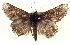  ( - BIOUG04677-B12)  @13 [ ] CreativeCommons - Attribution (2013) CBG Photography Group Centre for Biodiversity Genomics