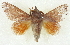  ( - BIOUG04677-C03)  @11 [ ] CreativeCommons - Attribution (2013) CBG Photography Group Centre for Biodiversity Genomics