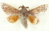  ( - BIOUG04677-C04)  @11 [ ] CreativeCommons - Attribution (2013) CBG Photography Group Centre for Biodiversity Genomics