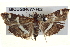  ( - BIOUG04677-F02)  @14 [ ] CreativeCommons - Attribution (2013) CBG Photography Group Centre for Biodiversity Genomics