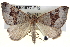  ( - BIOUG04677-F12)  @14 [ ] CreativeCommons - Attribution (2013) CBG Photography Group Centre for Biodiversity Genomics