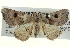  ( - BIOUG04677-G02)  @14 [ ] CreativeCommons - Attribution (2013) CBG Photography Group Centre for Biodiversity Genomics