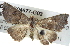  ( - BIOUG04677-G03)  @13 [ ] CreativeCommons - Attribution (2013) CBG Photography Group Centre for Biodiversity Genomics