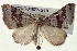  ( - BIOUG04677-G10)  @15 [ ] CreativeCommons - Attribution (2013) CBG Photography Group Centre for Biodiversity Genomics