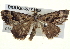  ( - BIOUG04677-H08)  @13 [ ] CreativeCommons - Attribution (2013) CBG Photography Group Centre for Biodiversity Genomics