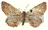  ( - BIOUG04677-H11)  @14 [ ] CreativeCommons - Attribution (2013) CBG Photography Group Centre for Biodiversity Genomics
