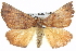  ( - BIOUG05071-A11)  @14 [ ] CreativeCommons - Attribution (2013) CBG Photography Group Centre for Biodiversity Genomics