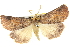  ( - BIOUG05071-B01)  @13 [ ] CreativeCommons - Attribution (2013) CBG Photography Group Centre for Biodiversity Genomics