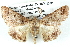  ( - BIOUG05071-B07)  @13 [ ] CreativeCommons - Attribution (2013) CBG Photography Group Centre for Biodiversity Genomics