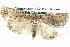  ( - BIOUG05071-B08)  @13 [ ] CreativeCommons - Attribution (2013) CBG Photography Group Centre for Biodiversity Genomics