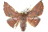  ( - BIOUG05071-D01)  @14 [ ] CreativeCommons - Attribution (2013) CBG Photography Group Centre for Biodiversity Genomics