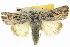  ( - BIOUG05071-E03)  @14 [ ] CreativeCommons - Attribution (2013) CBG Photography Group Centre for Biodiversity Genomics