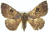  (Dasypodia - BIOUG05071-E04)  @15 [ ] CreativeCommons - Attribution (2013) CBG Photography Group Centre for Biodiversity Genomics