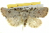  ( - BIOUG05071-G06)  @15 [ ] CreativeCommons - Attribution (2013) CBG Photography Group Centre for Biodiversity Genomics