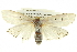  ( - BIOUG05071-G07)  @15 [ ] CreativeCommons - Attribution (2013) CBG Photography Group Centre for Biodiversity Genomics