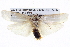  ( - BIOUG05072-A04)  @13 [ ] CreativeCommons - Attribution (2013) CBG Photography Group Centre for Biodiversity Genomics