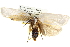  ( - BIOUG05072-B01)  @13 [ ] CreativeCommons - Attribution (2013) CBG Photography Group Centre for Biodiversity Genomics