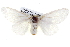  ( - BIOUG05072-B09)  @14 [ ] CreativeCommons - Attribution (2013) CBG Photography Group Centre for Biodiversity Genomics
