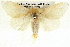  ( - BIOUG05072-C01)  @13 [ ] CreativeCommons - Attribution (2013) CBG Photography Group Centre for Biodiversity Genomics
