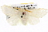  ( - BIOUG05072-C02)  @13 [ ] CreativeCommons - Attribution (2013) CBG Photography Group Centre for Biodiversity Genomics