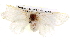  ( - BIOUG05072-C07)  @13 [ ] CreativeCommons - Attribution (2013) CBG Photography Group Centre for Biodiversity Genomics