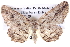  ( - BIOUG05072-D03)  @13 [ ] CreativeCommons - Attribution (2013) CBG Photography Group Centre for Biodiversity Genomics