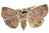  ( - BIOUG05072-D12)  @14 [ ] CreativeCommons - Attribution (2013) CBG Photography Group Centre for Biodiversity Genomics