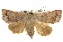  ( - BIOUG05072-F05)  @15 [ ] CreativeCommons - Attribution (2013) CBG Photography Group Centre for Biodiversity Genomics