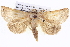  ( - BIOUG05072-F10)  @15 [ ] CreativeCommons - Attribution (2013) CBG Photography Group Centre for Biodiversity Genomics