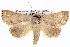  ( - BIOUG05072-F12)  @15 [ ] CreativeCommons - Attribution (2013) CBG Photography Group Centre for Biodiversity Genomics