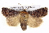  (Proteuxoa sanguinipuncta - BIOUG05072-G01)  @15 [ ] CreativeCommons - Attribution (2013) CBG Photography Group Centre for Biodiversity Genomics