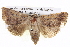  ( - BIOUG05072-G02)  @15 [ ] CreativeCommons - Attribution (2013) CBG Photography Group Centre for Biodiversity Genomics