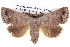  ( - BIOUG05072-G04)  @15 [ ] CreativeCommons - Attribution (2013) CBG Photography Group Centre for Biodiversity Genomics