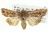  ( - BIOUG05072-G07)  @14 [ ] CreativeCommons - Attribution (2013) CBG Photography Group Centre for Biodiversity Genomics